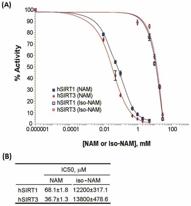 ( A ) Nicotinamide/isonicotinamide inhibition assays showing percent change in deacetylation activity as a function of NAM/isoNAM concentration. Data for the SIRT1 enzyme are indicated with blue squares (filled as NAM, and no filled as isoNAM); data for the SIRT3 enzyme are indicated with red circles (filled as NAM, and no filled as isoNAM). ( B ) The inset table lists the IC 50 s of the two inhibitors for these enzymes.