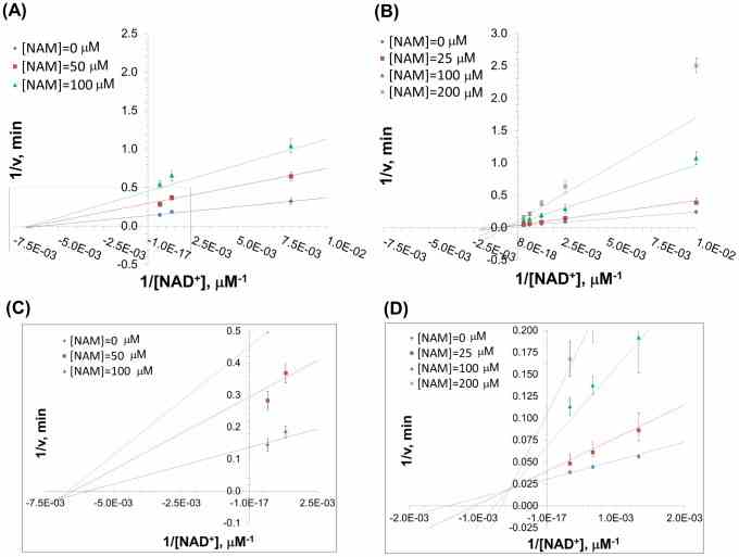( A ) Recombinant human SIRT1 was incubated for 0, 10, 20, 30, 60, 120, 180, and 240 min at 37°C in the presence of 50, 125, 750, 1500 μM NAD + and 0, 50, and 100 μM NAM. ( B ) Recombinant human SIRT3 was incubated for 0, 10, 20, 30, 60, 120, 180, and 240 min at 37°C in the presence of 100, 375, 750, 1500, 3000 μM NAD + and 0, 25, 100, and 200 μM NAM. Reactions were terminated by the addition of developer and samples were analyzed by fluorometry (excitation set at 355 nm and emission at 460 nm). Data are globally nonlinear fitted to base exchange inhibition model and shown as a double-reciprocal plot of 1/ v versus 1/[ NAD + ]. In ( C ) and ( D ), the intersection points of the double reciprocal plots are enlarged for SIRT1 and SIRT3, respectively.