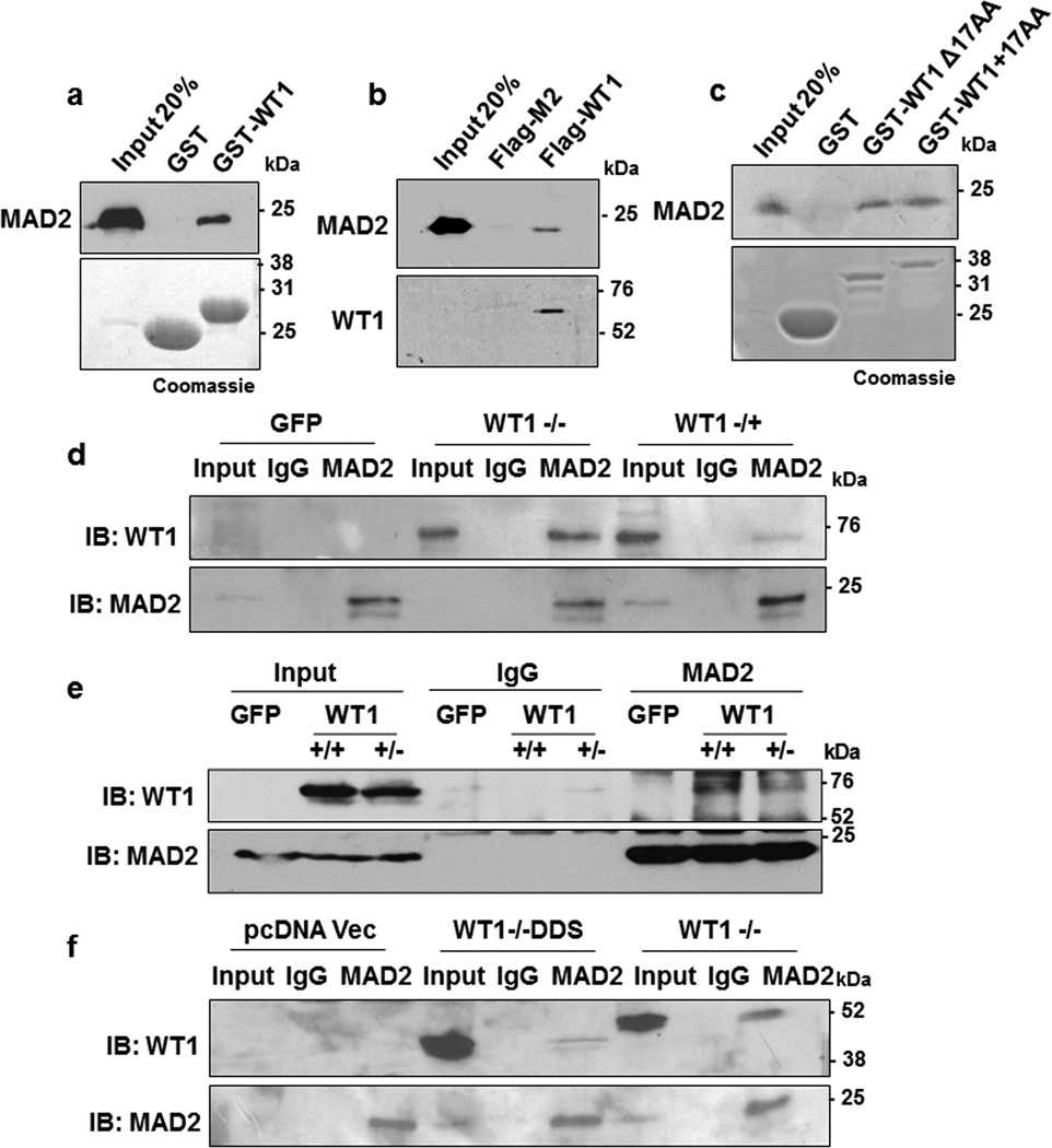 (a) In vitro interaction assay was performed with either GST-WT1 (residues 245–297) or GST in the presence of full length His-MAD2. The interaction was analyzed by immunoblotting with anti-MAD2 antibody. Bound proteins were also resolved by SDS-PAGE and stained with Coomassie Brilliant Blue. (b) In vitro pulldown assay was also performed with either Flag-M2 magnetic beads alone or incubated with full length Flag-tagged WT1 protein in presence of His-MAD2. The interaction was analyzed by immunoblotting with anti-WT1 and anti-MAD2 antibodies (c) GST-interaction assay was carried out with WT1 containing the 17 amino acid insertion (residues 180-297, +17AA) or lacking it (residues 180-297, Δ17 AA) with His-MAD2. The interaction was analyzed by immunoblotting with anti-MAD2 antibody. Bound proteins were also resolved by SDS-PAGE and stained with Coomassie Brilliant Blue. (d) HeLa cells were transfected with GFP Vector, full length GFP-WT1 (?/?) or GFP-WT1 (?/+) isoforms and 48 hours later whole cell extracts were prepared followed by immunoprecipitation with anti-MAD2 antibodies. The immunoprecipitates were probed with anti-WT1 antibody. Blotting with anti-MAD2 antibody was performed as a control. (e) The MAD2 interaction with ectopically expressed GFP tagged full length WT1 (+/+) and WT1 (+/?) isoforms was analyzed as in part d (f) HeLa cells were transfected with pcDNA vector, pcDNA driving expression of WT1?/?DDS (R394X) or wild type WT1?/? followed by immunoprecipitation with anti-MAD2 antibodies. The immunoprecipitates were probed with anti-WT1 antibodies. Blotting with anti-MAD2 antibodies was performed as a control.