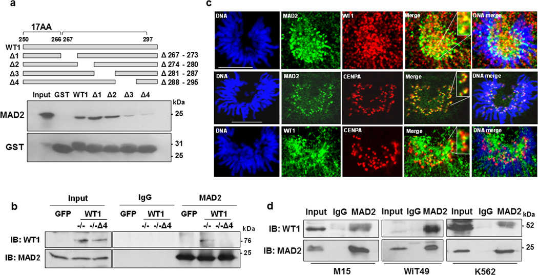 (a) GST-interaction assays were performed with the internal deletion mutants of GST-WT1 (schematic) with full length His-MAD2 and immunoblotted with anti-MAD2 and anti-GST antibodies. (b) Co-immunoprecipitation assays were carried out with whole cell extracts derived from HeLa cells that had been transfected with either GFP vector, GFP WT1 (?/?) or GFP-WT1 (?/?Δ4) using anti-MAD2 or anti-WT1 antibodies. (c) Co-immunofluorescence analysis was carried out in WiT49 cells with anti-MAD2 and anti-WT1 antibodies at the pro-metaphase stage of mitosis. DNA was stained with Hoechst. The scale bar is 10 microns. (d) M15, WiT49 and K562 cells were treated with 60 ng/ml nocodazole for 24 hours, whole cell extracts prepared and immunoprecipitation performed with anti-MAD2 antibodies followed by immunoblotting with WT1 antibody. Input is 10% of the total whole cell extract.