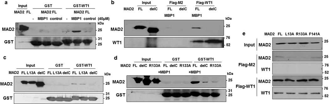 (a) GST-interaction assays were carried out with WT1 (residues 245–297) and full length (FL) His-MAD2 alone and also with MAD2 pre-incubated with either 40μM of MAD2-binding peptide 1 (MBP1), or a control peptide. The pulldown complexes were resolved by SDS-PAGE and immunoblotted with anti-MAD2 antibodies. (b) In vitro pulldown assays were performed with either Flag-M2 magnetic beads alone or full length Flag-tagged WT1 protein in the presence of Full length His-MAD2 (pre-incubated with MBP1) or the MAD2 delC mutant. The interaction was analyzed by immunoblotting with anti-WT1 and anti-MAD2 antibodies. (c) GST-interaction assays were carried out with His-MAD2, MAD2 L13A and MAD2-C-terminal deletion mutant (Del-C). Immunoblotting was performed using anti-MAD2 and anti- GST antibodies. (d) GST-interaction assays were carried out with His-MAD2 + MBP1, MAD2-Del-C, and MAD2 dimerization mutant, R133A. Immunoblotting was performed using anti-MAD2 and anti-GST antibodies. (e) Pull down assays were performed with full length Flag-WT1 protein and the different MAD2 point mutant derivatives. Immunoblotting was performed using anti-MAD2 and anti-WT1 antibodies. Input is 20% of the different MAD2 proteins used for interaction analysis.