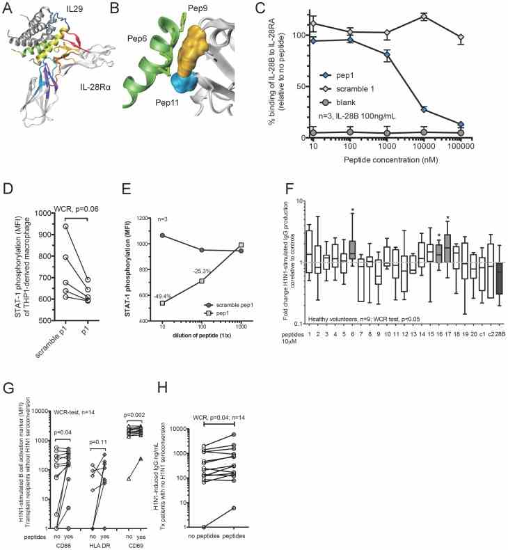 (A) Design of inhibitory peptides based on the crystal structures of IL-29 and the IL28RA. A computer prediction of the interaction between IL-29 and the IL28RA is illustrated. Colored fragments represent proposed sites of significant interaction using a proximity model. (B) Example for detailed in silico interaction between peptide 6 and IL-28Rα (peptides 9 and 11). (C) Inhibitory activity of antagonistic peptide 1 against IL-28B binding to IL28RA. ELISA was used to measure the binding of a fixed concentration of IL-28B (100 ng/mL) to IL28RA challenged by increasing concentrations of the inhibitory peptide and control peptide (scrambled version). The data shown is representative of three independently repeated experiments. Whiskers indicate the interquartile range. (D) STAT1 phosphorylation in THP1-derived macrophages treated with peptide 1 and challenged with recombinant IL-28B (100 ng/mL) for 15 min in comparison to scramble peptide control. Data of five individual experiments is shown. Wilcoxon matched-pairs signed rank (WCR)-test was used. (E) STAT1 phosphorylation in THP1-derived macrophages treated with different doses of peptide 1 and challenged with recombinant IL-28B (100 ng/mL) for 15 min in comparison to scramble peptide 1 control. Symbols represent median of three independently repeated experiments. (F) PBMCs from healthy volunteers were pre-treated with peptides for two hours prior to 5-day stimulation with H1N1. In addition recombinant IL-28B (28B) and control peptides (c1, SV40-based peptide; c2, a duck hepatitis B virus based peptide, and various scrambled versions of the peptides) were used. Total IgG in supernatant was determined using an ELISA and fold changes are shown calculated over peptide treatment alone (no H1N1). MWU-test determined statistically significant differences between groups, p<0.05(*). Bars show median and inter-quartile ranges; whiskers indicate 10–90 th percentile. (G–H) PBMCs from transplant recipients without successful seroconversion were pre-treated with the IL-28Rα antagonistic peptides (6, 16 and 17) prior to overnight stimulation with H1N1. The mean fluorescence intensity (MFI) of CD86, HLA-DR, and CD69 on B-cells (CD20 + ) was measured using flow cytometry (G). The amount of H1N1-stimulated IgG release was determined by ELISA (H). Wilcoxon matched-pairs signed rank (WCR)-test determined statistically significant differences between groups.