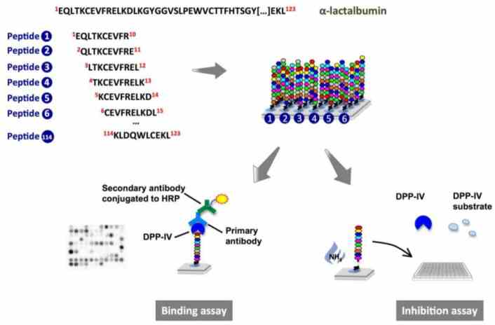 Schematic representation of peptide array synthesis, binding and inhibition experiments. Binding of α-lactalbumin-derived decamers to the dipeptidyl-peptidase IV (DPP-IV) enzyme was investigated directly on the cellulose membrane, whereas the inhibition of DPP-IV was measured using a colorimetric assay with the cleaved peptides.