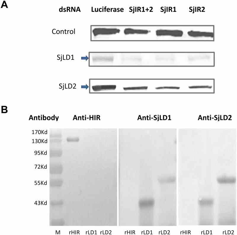 Results are shown for proteins recognised by anti-Sm-Pmy antibody (top panel), anti-SjLD1 (middle panel) and anti-SjLD2 (bottom panel) antibodies. The intensity of Sm-Pmy expression was evaluated so as to determine equal protein loading. The arrows indicate the diminished level of SjIR proteins relative to the luciferase treatment control in the first lane. The experiment was repeated twice with similar results obtained. B . Western blot analysis showing no immunological cross reactivity between recombinant HIR and the SjLDs. Commercial recombinant human insulin receptor (rHIR) and recombinant SjLD1 (rSjLD1) and SjLD2 (rSjLD2) were electrophoresed on SDS-PAGE gels, blotted to membrane and probed with rabbit anti-HIR polyclonal antibody (left panel), rabbit anti-SjLD1 (middle panel) and anti-SjLD2 (right panel) as primary antibodies with anti-rabbit IgG conjugated to horseradish peroxidise used as secondary antibody.