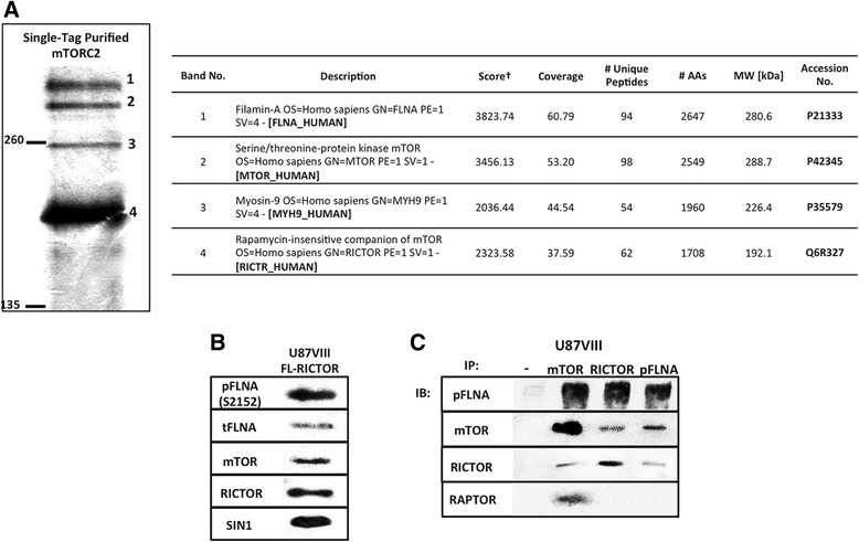 Purification, identification, and characterization of mTORC2 and its binding partners. a Silver-stained high molecular weight mTORC2 components purified from U87vIII cells stably expressing FLAG-RICTOR are shown. Four large proteins (numbered as 1-4) were analyzed by mass spectrometry after being run on 7 % SDS-PAGE gel, excised, then digested by Trypsin. Mass spectrometry results are summarized in the table on the right. Filamin A (FLNA) and Myosin-9 (MYH9) represent unknown bands 1 and 3, respectively. ?Mascot protein score; a protein with score value >21 with >2 unique peptides is considered significant (P <0.05). b Immunoblots of purified proteins from U87vIII cells showing main components of mTORC2 (mTOR, RICTOR, SIN1) including phosphorylated and total FLNA. c Immunoprecipitation of U87vIII cell lysate by protein G Dynabeads coupled with antibodies against main components of mTOR complex 1 and 2. Phosphorylated FLNA was co-immunoprecipitated with anti-mTOR and anti-RICTOR coated beads while these two components of mTORC2 were pulled down with anti-pFLNA coated beads. RAPTOR, an mTORC1-specific component, can be co-immunoprecipitated with anti-mTOR coated beads but not with anti-pFLNA beads