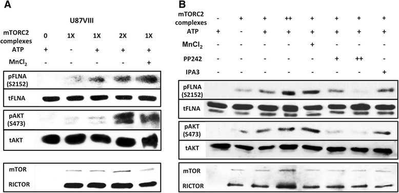Purified mTORC2 phosphorylates FLNA at Ser2152 in vitro . a In vitro kinase assay of mTORC2 purified from U87vIII cells with FLNA and AKT as substrates. Level of phosphorylated FLNA (Ser2152) and phosphorylated AKT (Ser473) were increased in the presence of mTORC2 and ATP. Negative control groups contain either no purified complex or no ATP. Activity of mTORC2 is maximal when Mn 2+ is used instead of Mg 2+ . b In vitro kinase assay of mTORC2 purified from U87vIII cells with FLNA as a substrate. Two concentrations of PP242 (+ = 1.25 μM; ++ = 5.0 μM) and one concentration of IPA3 (+ = 40 μM) were added into three samples to inhibit the kinase activity of mTORC2. Levels of pFLNA and pAKT when treated with PP242 are decreased compared to ones without PP242