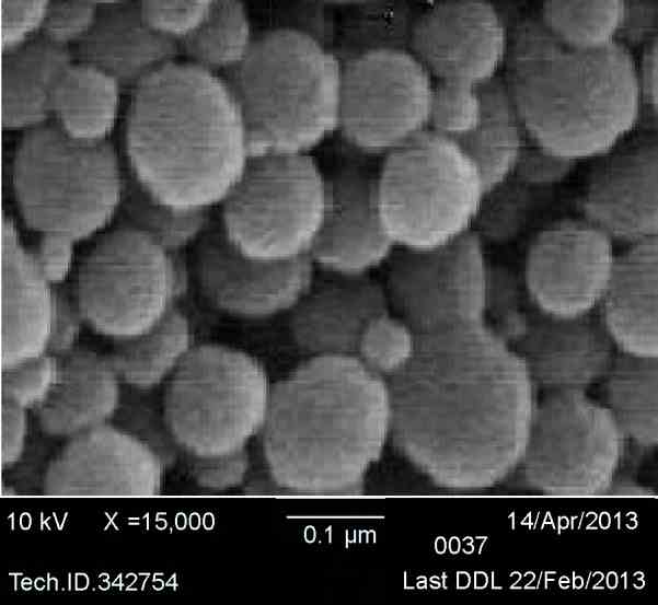 SEM images of rhBMP-2 nanoparticles. Abbreviations: SEM, scanning electron microscopy; rhBMP-2, recombinant human bone morphogenetic protein-2; DDL, Dynamic data links.