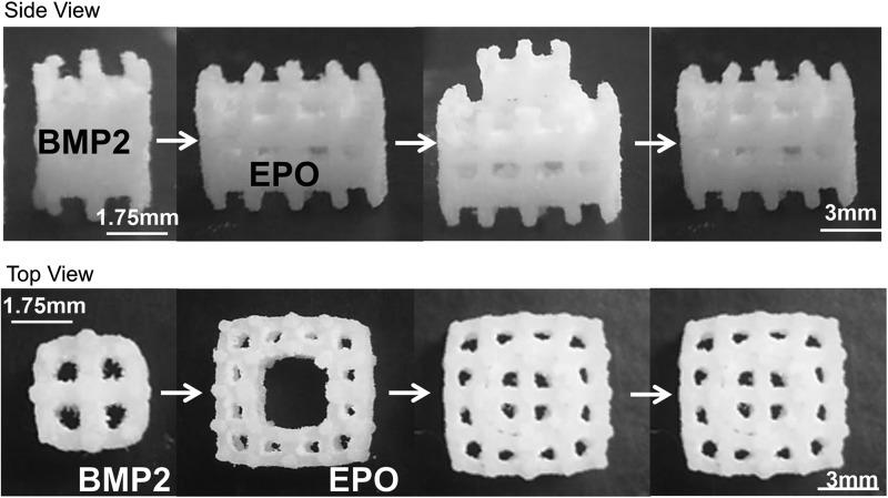 Modular scaffold assembly. BMP2 was adsorbed onto the inner scaffold module and EPO was adsorbed onto the outer scaffold module. The two scaffolds were then assembled. BMP2, bone morphogenetic protein-2; EPO, erythropoietin.