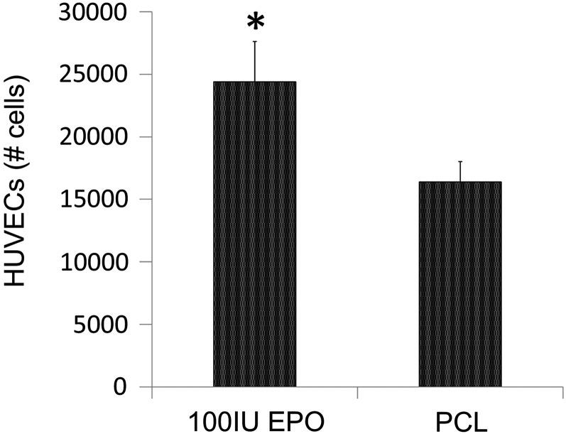 Adsorbed EPO bioactivity. HUVECs seeded on the PCL disc exposed to EPO showed increased levels of proliferation. n=4; *p<0.05. HUVEC, human umbilical vein endothelial cells; PCL, poly-?-caprolactone.