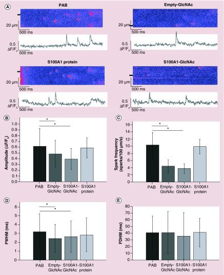 (A) Representative line scans and the corresponding fluorescence profiles (ΔF/F0) of Ca2+ sparks from intact rat myocytes from PAB or PAB treated with empty GlcNAc nanoparticles (empty-GlcNAc), S100A1-loaded GlcNAc nanoparticles (S100A1-GlcNAc) or external S100A1 native protein. Fluorescent profiles were generated from the line scan regions marked by black boxes. (B–D) Summary data of the spark amplitude (B), spark frequency (C), FWHM; (D) and FDHM; (E) measured from the four groups. PAB: n = 176 sparks from n = 9 rats; Empty-GlcNAc: n = 119 sparks from n = 10 rats; S100A1-GlcNAc: n = 145 sparks from n = 11 rats; S100A1 protein: n = 39 sparks from n = 3 rats.