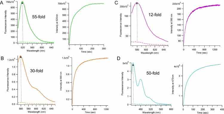 Fluorescence spectra showing the overall fold-changes in intensity observed when comparing fluorescence measured before (dashed line) and after (solid line) addition of purified MGMT protein are shown at left of each figure. Time courses (on the right) show time-dependent fluorescence increases immediately after addition of enzyme. Final probe and MGMT concentrations were 100 nM. Assays were run at 37°C in 70 mM HEPES buffer pH 7.8 containing 5 mM EDTA, 1 mM dithiothreitol and 50 μg/ml BSA. (A) chemosensor 1 containing dT FAM , (B), chemosensor 2 containing Cy3, (C), chemosensor 3 containing dT TMR and (D), chemosensor 4 containing perylene nucleoside. Measurements were repeated 3 times. Standard deviations are provided in .