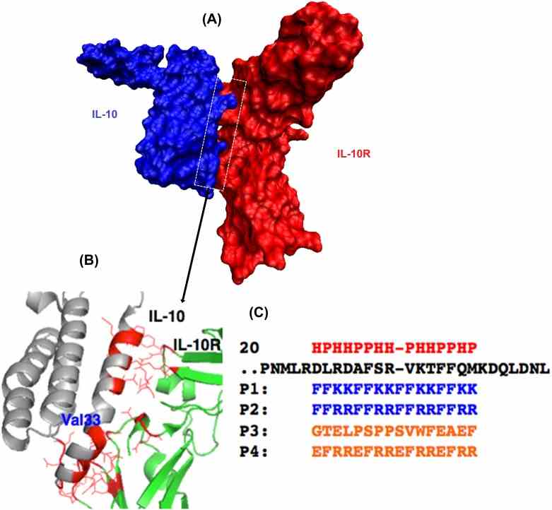 (A) A space-filling model of the interface structure of the IL-10/IL-10R protein–protein complex. (B) An expansion of the interface between the two proteins to indicate a few residue to residue contacts. The complex structure of IL-10 (Grey) and IL-10R1 (Green) along with the binding interface (Red). Val33 indicates the location of a helical bend for the binding helix. (C) Mimicking of this interface could produce an antagonist to inhibit the interaction. The binding helical region of IL-10 (black) is aligned with designed peptides (P1 and P2 in Blue) along with the hydrophilic/hydrophobic (HP) pattern (Red). Two control peptides (P3 and P4) are also shown (Orange).