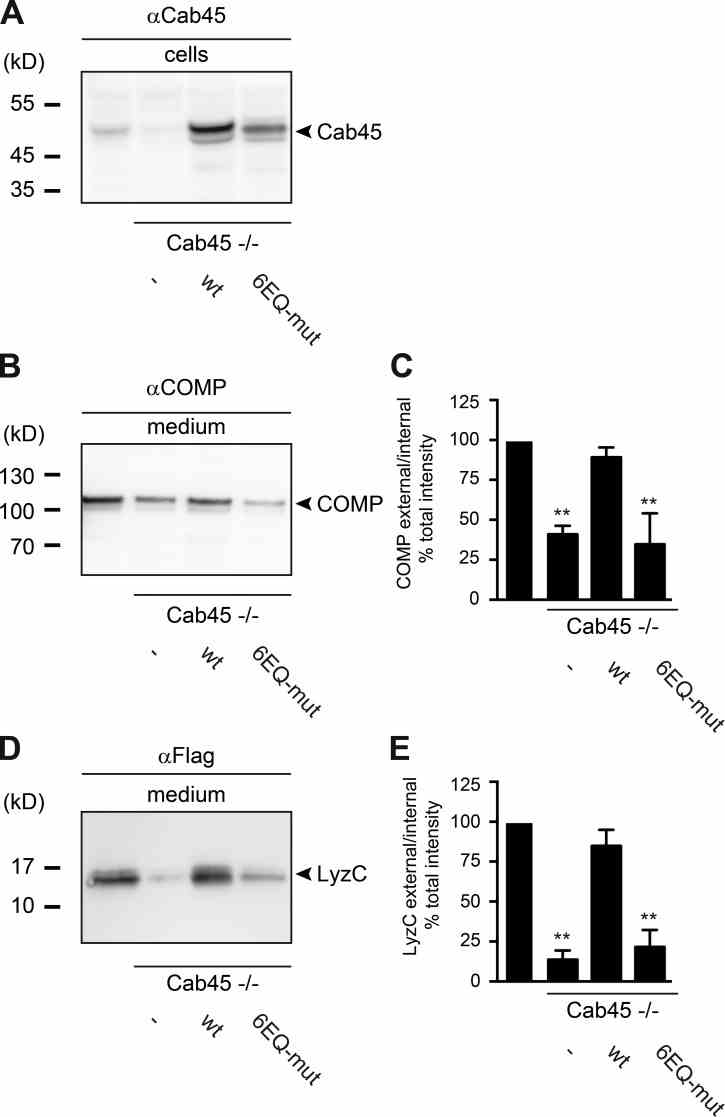 Cab45 Ca 2+ binding is required for sorting in living cells. (A) Cell lysates of Cab45 ?/? , Cab45 ?/? Cab45-HA WT or Cab45 ?/? Cab45-HA 6EQ-mut HeLa cells were analyzed by WB with a Cab45 antibody. (B and D) Cell culture supernatants of the same cells were incubated in serum-free medium for 4 h at 37°C. Media and cell extracts were blotted and probed with antibodies against COMP (B) or Flag (LyzC; D). Western blots from three independent experiments were quantified by densitometry using the ImageJ software. Bar graphs represent the densitometry values of external COMP (C) and LyzC (E) normalized to internal protein contents, respectively. Error bars represent SD calculated of three independent experiments of secreted COMP (C) or LyzC (E), respectively ( n = 3). **, P < 0.01 (compared datasets).