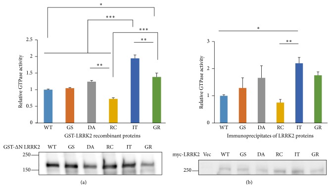 GTPase assays of various LRRK2 proteins. (a) GTPase assays of the commercially available recombinant LRRK2 proteins. (b) GTPase assays using the immunoprecipitates of myc-tagged LRRK2 proteins transiently expressed in HEK 293T cells. The assay was carried out using a commercial GTPase assay kit. The relative GTPase activity results are shown after a statistical analysis of three independent experiments (top). Each GTPase activity value was divided by the quantity of protein used in the assay measured using GST (a) or myc (b) antibodies. Representative Western blots were shown (bottom). All values are relative to the WT and are expressed as the mean ± SEM. Vec: empty vector, WT: wild type, GS: G2019S, DA: D1994A, RC: R1441C, IT: I2020T, and GR: G2385R. ? p ≤ 0.05, ?? p ≤ 0.01, and ??? p ≤ 0.001.