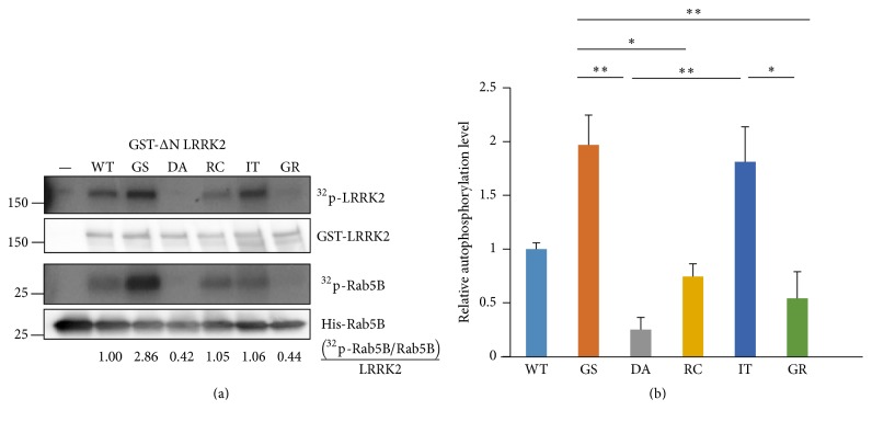 In vitro kinase assays with commercially available recombinant LRRK2 proteins. The assays were carried out using purified recombinant His-Rab5B protein as the substrate. (a) LRRK2 and Rab5B phosphorylations were shown by autoradiography. The quantities of the LRRK2 and Rab5B proteins used are shown in the Western blot results with the GST and Rab5B antibodies below the corresponding autoradiograms. Relative Rab5B phosphorylation was calculated and is shown below the Rab5B Western blot. (b) Relative kinase activities of autophosphorylated LRRK2 after a statistical analysis of three independent experiments. All values are relative to the WT and are expressed as the mean ± SEM. —: no added LRRK2 protein, WT: wild type, GS: G2019S, DA: D1994A, RC: R1441C, IT: I2020T, and GR: G2385R. ? p ≤ 0.05 and ?? p ≤ 0.01.