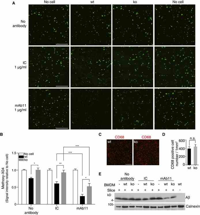 A BMDM from wt or Trem2 ko mice were cultured on APP/PS1 mice brain cryosections incubated with or without mAb11 (1 μg/ml) or an isotype control (IC; 1 μg/ml) for 24 h. Sections were then probed with methoxy‐X04. Scale bar, 500 μm. B The amyloid plaque load was quantified from the entire sagittal section. Sections incubated with medium (no cell) were set as baseline. ( n = 6, ± SEM; two‐way ANOVA, interaction P < 0.0001, genotype P < 0.0001, treatment P < 0.0001; Tukey's multiple comparisons tests; wt vs. ko for the following conditions: no antibody P = 0.0304, IC P = 0.0049, mAb11 P = 0.0212; wt: IC vs. wt: mAb11 P = 0.0008; ko: IC vs. ko: mAb11 P = 0.0001). C, D Equal numbers of wt and Trem2 ko BMDM were added, and cell numbers were analyzed after termination of experiments by quantifying the CD68‐positive cells on top of the sections. ( n = 4, ± SEM; t ‐test; n.s., non‐significant, P = 0.5004). Scale bar, 200 μm. E Aβ was extracted by urea buffer from replicate slices of the experiment shown in (A), and total Aβ was identified by Western blotting. Source data are available online for this figure.
