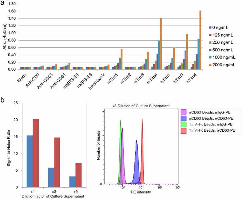 ( a ) sEVs in 10K sup of K562 cells (serum free) were purified by ultracentrifugation and the concentration of total proteins was determined by BCA protein assay. The sEVs were serially diluted and then incubated in each well of a Nunc MaxiSorp 96 well plate that had been pre-coated with one of the following capture reagents: anti-CD9, anti-CD63, anti-CD81 antibody, mouse MFG-E8-His, human MFG-E8-His, human AnnexinV-His, mouse Tim1-Fc, Tim2-Fc, Tim3-Fc, Tim4-Fc, human Tim1-Fc, Tim3-Fc, or Tim4-Fc. Bound exosomes were detected with HRP-conjugated anti-CD63 monoclonal antibody, followed by a chemiluminescence reaction with TMB solution. The absorbance at 450 nm was measured with Ultra Evolution plate reader (Tecan). ( b ) sEVs in 10K sup of K562 cells (serum free) were serially diluted with RPMI1640 supplemented with 2 mM CaCl 2 (×1, ×3, ×9), and then captured with beads conjugated either with anti-CD63 mouse monoclonal antibody (blue bars) or mouse Tim4-Fc (red bars). Bound exosomes were labeled using either PE-conjugated anti-CD63 mouse monoclonal antibody or PE-conjugated Mouse IgG1 κ Isotype Control, and analyzed using flow cytometry. Signal to Noise ratios (signal intensities of anti-CD63-PE divided by those of anti-mouse IgG1-PE) are shown in the left graph and the FACS profiles of samples diluted 1:3 are shown in the right panel.