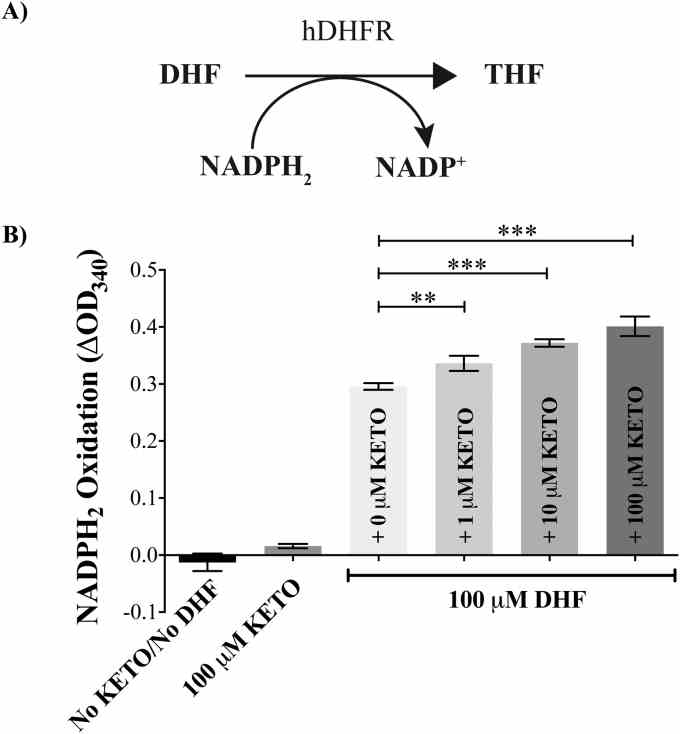 Ketotifen increases the activity of hDHFR . A) Schematic outline of the conversion of 7,8-dihydrofolate (DHF) to 5,6,7,8-tetrahydrofolate (THF) through the enzymatic action of human dihydrofolate-reductase (hDHFR). The reaction involves the oxidation of NADPH 2, which can be measured at OD 340 . B) Ketotifen (KETO) caused a significant concentration-dependent increase in the conversion of DHF to THF (as measured by oxidation of NADPH 2 over 10 min) by recombinant hDHFR. The NADPH 2 oxidation is indicative of hDHFR activity. The bars indicate mean values at equilibrium of biological triplicates and are shown ± standard deviation. *** ( p < 0.001) and ** ( p < 0.01) indicate a statistically significant difference in hDHFR activity in the presence of ketotifen, relative to the activity measured in the absence of ketotifen (Student's unpaired t -test). Time courses for the conversion of DHF to THF are shown in Supplementary Fig. S3 .