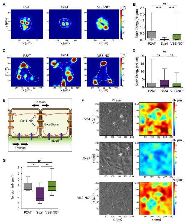 TFM results for individual cells adherent to polyacrylamide gels coated with E-cadherin-Fc (A, B) or collagen I (C, D). (A, C) Instantaneous maps showing the magnitude of traction stresses (color indicates stress values in Pa). Cell outlines in white. (B, D) Time-averaged strain energy (nN μm) from individual cells. (E) Model depicting how biomechanical crosstalk allows measurements of traction stresses at cell-ECM junctions to be converted to tension. Cells adhere to a gel containing green fluorescent beads in upper layer. Actin cables (red) connect E-cadherin (orange) and integrin (blue) adhesions. Sca4 specifically targets cell-cell junctions. (F) MSM results for cell monolayers adherent to gels coated with collagen I. Images show the distribution of tension (right) and cells as seen by phase contrast (left). (G) Time-averaged monolayer tension (nN μm?1) calculated for multiple regions within the monolayer. Mann-Whitney rank sum T-test: * p < 0.05, ** p < 0.01, **** p < 0.0001. See Figure S2.