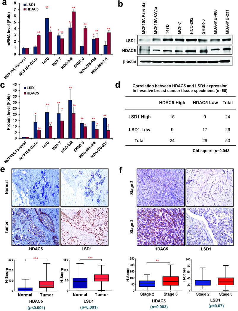 Correlated overexpression of HDAC5 and LSD1 protein in breast cancer. (a) The levels of mRNA expression of HDAC5 and LSD1 in breast cancer cell lines versus MCF10A cells (set as fold 1) using real-time qPCR with β-actin as an internal control. (b) Immunoblots with anti-HDAC5 and LSD1 antibodies in indicated cell lines. β-actin protein was blotted as a loading control. (c) Histograms represent the mean protein levels of HDAC5 or LSD1 in three determinations relative to β-actin ± s.d. as determined by quantitative immunoblots. (d) 50 primary human invasive breast tumor samples were immunostained with antibodies against HDAC5 or LSD1. Chi-square study was performed by using median H-scores as the cutoff for high vs low protein expression. (e) Representative HDAC5 and LSD1 staining (200x) in invasive breast carcinoma and adjacent normal tissue specimens from one representative patient. H-scores represent average staining intensity in breast tumors (n=18) versus adjacent normal breast tissue (n=18). (f) Representative HDAC5 and LSD1 staining (200x) in stage 2 and 3 invasive breast carcinoma specimens. H-scores represent average staining intensity in stage 3 breast tumors (n=25) versus stage 2 breast tumors (n=25). * p <0.05, ** p <0.01, *** p <0.001, Student’s t-test.