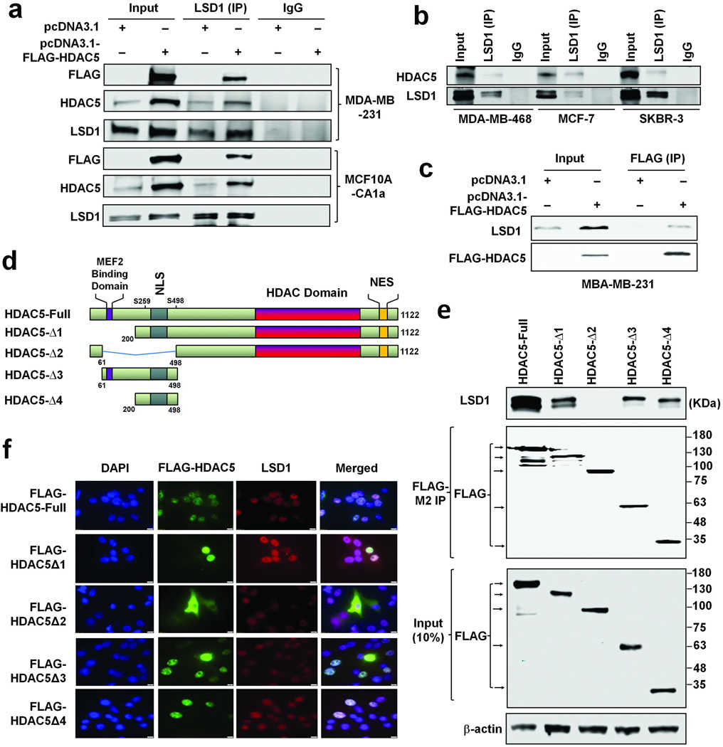 HDAC5 and LSD1 physically interact in breast cancer cells. (a) MDA-MB-231 or MCF10A–CA1a cells were transfected with control vector pcDNA3.1 or pcDNA3.1-HDAC5 plasmids. Immunoprecipitation (IP) was performed with anti-LSD1 antibody followed by immunoblotting (IB) with anti-LSD1, anti-FLAG or anti-HDAC5 antibodies, respectively. (b) Whole cell lysates were immunoprecipitated with anti-LSD1 antibody followed by IB with anti-HDAC5 and LSD1 antibodies in indicated breast cancer cell lines. IgG was used as negative control. (c) MDA-MB-231 cells were transfected with control vector pcDNA3.1 or pcDNA3.1-HDAC5-FLAG plasmids, and IP was performed with anti-FLAG followed by IB with anti-LSD1 and anti-FLAG antibodies, respectively. (d) Schematic representation of full length and deletion mutants of HDAC5-FLAG constructs. (e) FLAG-tagged full-length or deletion mutants of HDAC5 were expressed in MDA-MB-231 cells. Extracts were immunoprecipitated with anti-FLAG antibody, and bound LSD1 was examined by IB using anti-LSD1 antibody. IB with anti-FLAG was used to detect the levels of FLAG-tagged HDAC5 full-length or deletion mutants in IP and input samples (10%). (f) MDA-MB-231 cells were transfected with plasmids expressing FLAG-tagged full-length or deletion mutants of HDAC5 proteins. Immunofluorescence study was performed using anti-FLAG antibody. DAPI was used as a control for nuclear staining. All the experiments were performed three times with similar results.