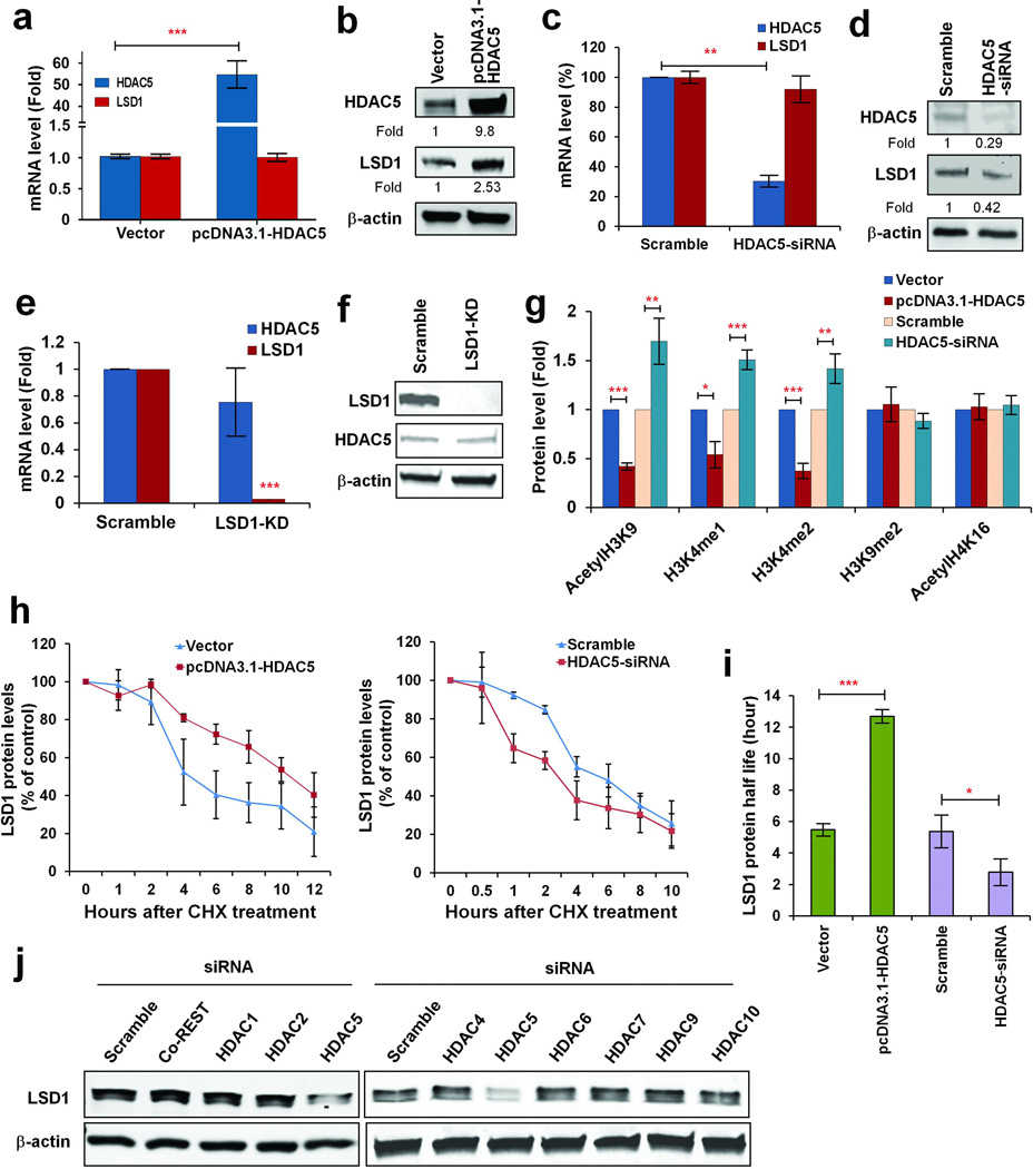 HDAC5 stabilizes LSD1 protein in breast cancer cells. (a) MDA-MB-231 cells were transfected with control vector pcDNA3.1 or pcDNA3.1-HDAC5 for 48 h. mRNA expression of HDAC5 and LSD1 was measured by quantitative real-time PCR with β-actin as an internal control. (b) MDA-MB-231 cells were transfected with control vector pcDNA3.1 or pcDNA3.1-HDAC5 plasmids for 48 h. Effect of HDAC5 overexpression on LSD1 protein expression in MDA-MB-231 cells was evaluated by immunoblots with anti-LSD1 and anti-HDAC5 antibodies. (c) MDA-MB-231 cells were transfected with scramble siRNA or HDAC5 siRNA for 48 h. Effect of HDAC5 knockdown on LSD1 mRNA expression was examined by quantitative real-time PCR with β-actin as internal control. (d) Effect of HDAC5 siRNA on LSD1 protein expression in MDA-MB-231 cells. (e) Effect of depletion of LSD1 on mRNA expression of HDAC5 in MDA-MB-231-Scramble or MDA-MB-231-LSD1-KD cells. (f) Effect of LSD1-KD on protein expression of HDAC5 in MDA-MB-231-scramble or MDA-MB-231-LSD1-KD cells. (g) MDA-MB-231 cells were transfected with control vector pcDNA3.1, pcDNA3.1-HDAC5, scramble siRNA or HDAC5 siRNA for 48 h and analyzed by immunoblots for nuclear expression of indicated histone marks. PCNA was used as loading control. (h) Effect of HDAC5 overexpression or siRNA on LSD1 protein half-life in cycloheximide chase study. (i) Measurement of LSD1 half-life using Calcusyn program. (j) Effect of siRNA knockdown of LSD1 cofactors or class II HDACs on LSD1 protein level. All the experiments were performed three times. Bars represent the mean of three independent experiments ± s.d. * p <0.05, ** p <0.01, *** p <0.001, Student’s t-test.