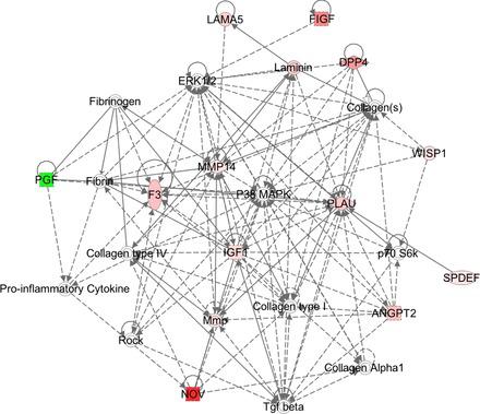 Cell migration network deregulated in MMP-19-deficient fibroblasts. The molecular network generated by IPA software shows differentially regulated genes related to p38/MAPK pathway. Red indicates upregulated, green indicates downregulated, white indicates genes that were not in the data set but form part of this network, and gray indicates genes that were added manually. Solid lines indicate direct relationships between molecules, and dashed lines represent indirect interactions. Results represent data obtained from lung fibroblasts derived from 3 mice of each genotype.