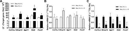 Gene expression by Mmp19?/? and Mmp19+/+ fibroblasts. A: expression of α1-collagen XIV, nidogen 2, fibronectin type III domain containing 1, integrin α 11, matrix metalloprotease 14; mRNA was evaluated by quantitative RT-PCR. The expression was normalized to the level of 18S rRNA. B and C: Mmp19+/+ and Mmp19?/? fibroblasts were incubated with or without recombinant MMP-19 (200 ng/ml) for 18 h. Data are expressed as means ± SD from lung fibroblasts derived from 3 Mmp19?/? and 3 Mmp19+/+ mice performed by triplicate; *P < 0.01.