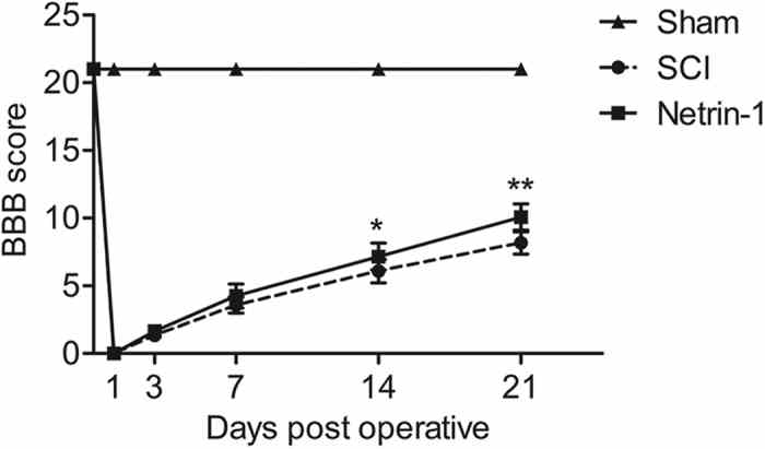 BBB scores of the sham, SCI, and Netrin-1 groups were evaluated at 0, 1, 3, 7, 14, and 21 days after contusion. *P < 0.05 vs. the SCI group; **P < 0.01 vs. the SCI group. Data represented mean ± SEM (n = 6).