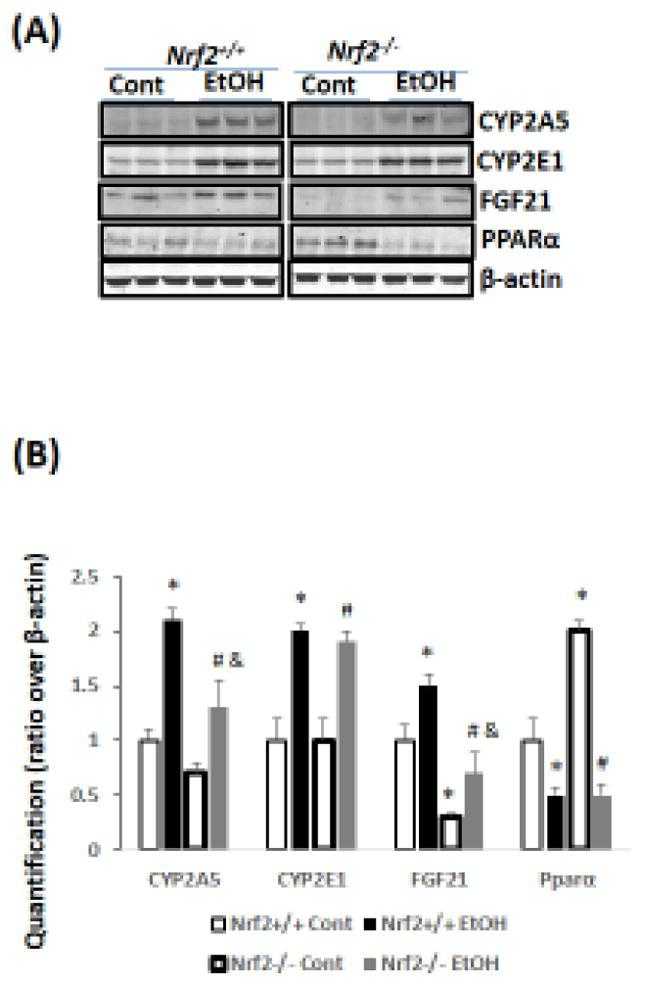 Chronic ethanol induces FGF21 in Nrf2+/+ mice more than in Nrf2?/? mice. (A) Western blots. (B) Quantitation of Western blots (N=3). *P<0.05, compared to Nrf2+/+ Control Group; # P<0.05, compared to Nrf2?/? Control Group; & P<0.05, compared with Nrf2+/+ Ethanol group. Cont, Control; EtOH, Ethanol.