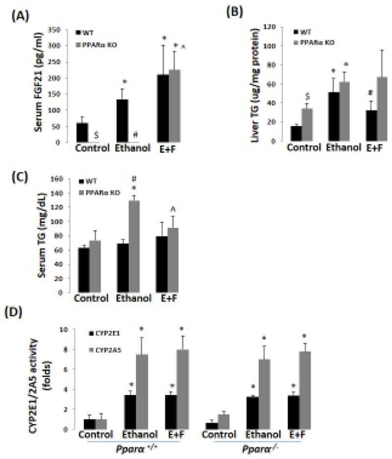 Recombinant FGF21 blunts ethanol-induced hypertriglyceridemia (HTG) in Pparα?/? mice. (A) Ethanol induction of FGF21 was blunted in Pparα?/? mice (N=5). (B) rFGF21 blunted ethanol-induced elevation of liver TG in WT mice but not in Pparα?/? mice (N=5). (C) rFGF21 blunted ethanol-induced HTG in Pparα?/? mice (N=5). (D) Ethanol induction of CYP2E1 and CYP2A5 was not affected in both Pparα+/+ and Pparα?/? mice (N=5). *P<0.05, compared to Control Group. # P<0.05, compared to WT Ethanol Group. $ P<0.05, compared to WT Control Group. ^ P<0.05, compared with PPARα KO Ethanol group. E+F, ethanol plus rFGF21; WT, wild-type; PPARα KO, Pparα?/?.