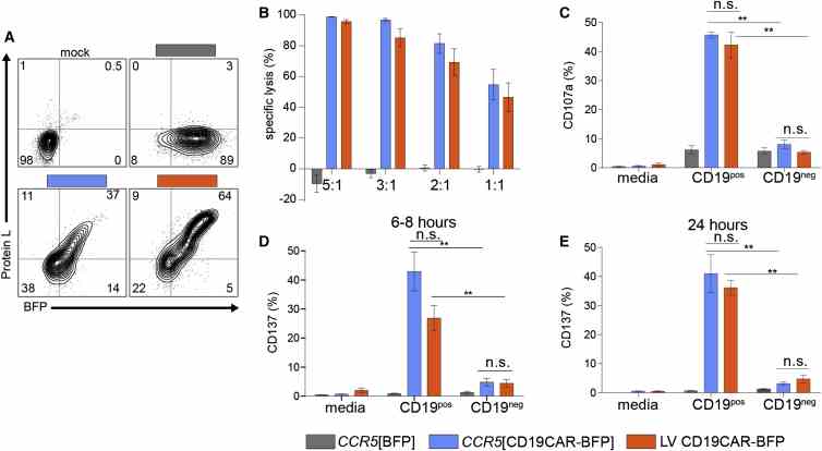Equivalent Functional Responses of LV- and HDR-Generated CD19-CAR T Cells to CD19 pos Cell Line Targets In Vitro (A) Flow cytometry showing BFP and surface CAR expression by Protein L staining in untreated (mock) T cells and BFP-enriched CCR5 [BFP], CCR5 [CD19CAR-BFP], and LV CD19CAR-BFP T cells. (B) Specific killing of CD19 pos K562 in a mixed target assay at 48 hr post-mixing with T cells at increasing E:T ratios. The specific lysis capacity of CCR5 [CD19CAR-BFP] or LV CD19CAR-BFP T cells is significant versus CCR5 [BFP] T cells by ANOVA (p < 0.001), but not significantly different from each other by ANOVA, or by unpaired t test at any E:T ratio. (C–E) % CD107a + cells of live CD3 + cells in a degranulation assay using CCR5-edited or LV T cells stimulated with CD19 pos or CD19 neg K562. % CD137 expression on CD3 + cells at 6–8 (D) or 24 (E) hr post-mixing with target cell lines. The significance shown is by unpaired two-tailed t test. The error bars represent SEM. *p < 0.05 and **p < 0.0001. CAR T cells were generated from three donors and each experiment was performed in triplicate.
