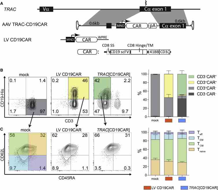 Efficient Generation of CD3 ? CD19CAR + T Cells by Integration of CD19CAR into the TRAC Locus (A) Schematic of the TRAC and the homology template containing a second generation CD19CAR construct under the control of the MND promoter. The annotated TRAC-megaTAL cleavage site is located within the first exon of TRAC . The CD19CAR lentiviral construct has an MND promoter regulating the expression of a second generation CD19-targeting CAR combined with a CD8 hinge/trans-membrane (TM) domain and 41BB/CD3ζ intracellular signaling domains. (B) Analysis of CAR and CD3 expression on cells transduced with LV CD19CAR or gene edited to TRAC [CD19CAR]. The representative FACS plots (left) and summary data from three unique donors (right) are shown. The colored quadrants were used for T cell phenotyping in (C), as indicated by arrows. (C) Phenotypic analysis of CD45RA and CD62L T cell differentiation markers in CAR + T cells 6 days post-HDR or LV transduction, with representative FACS plots (left) and summary data from three unique donors (right) is shown. Analysis in (B) and (C) is representative of three unique experiments and at least two different donors per experiment. The error bars represent SEM.