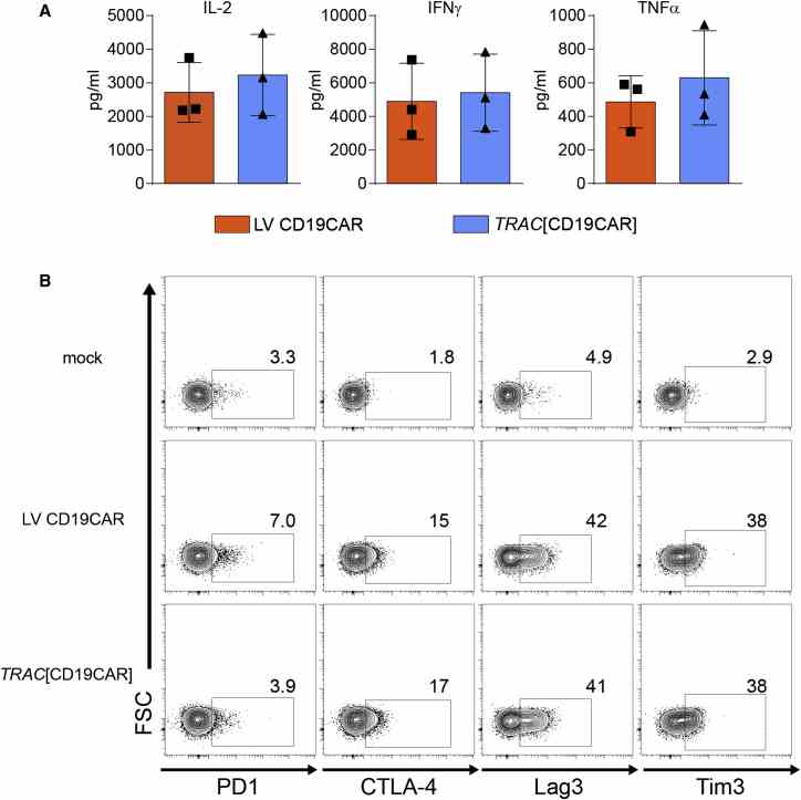 Equivalent In Vitro Function of CD19-Specific CAR Delivered via HDR or Lentiviral Platforms Comparison of LV versus HDR-generated CAR T cell responses after co-culture with CD19 + Nalm6-GFP cells. (A) Cytometric bead array quantitation of cytokine production in cell culture supernatants 24 hr after co-incubation. (B) Immune checkpoint surface marker expression on mock or CAR T cells 3 days post-co-culture with Nalm6-GFP cells, assessed by flow cytometry and gating on GFP ? T cells. The flow cytometry analysis from a single donor is shown. The data are representative of three unique donors. The error bars represent SEM.