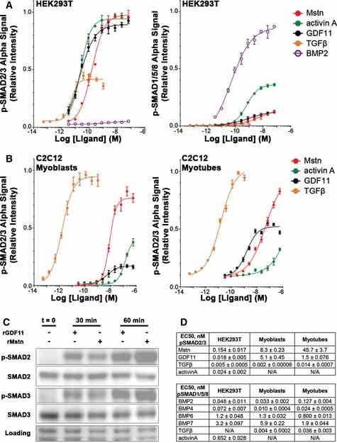 Relative p‐SMAD2/3 (left) and p‐SMAD1/5/8 (right) response, evaluated by AlphaLISA signal, of HEK293T cells after 1‐h exposure to recombinant myostatin (Mstn), activin A, GDF11, TGFβ, and BMP2. Relative p‐SMAD2/3 response of C2C12 myoblasts (left) and myotubes (right) after 1‐h exposure to Mstn, activin A, GDF11, and TGFβ. Phosphorylation of SMAD2 and SMAD3 in differentiated C2C12 myotubes following stimulation with recombinant Mstn or GDF11 for 30 and 60 min, as detected by immunoblotting. Equal loading is verified by Ponceau Red staining. EC 50 values (in nM) for p‐SMAD2/3 and p‐SMAD1/5/8 responses of HEK293T, C2C12 myoblasts, and C2C12 myotubes to the above listed ligands, as well as p‐SMAD1/5/8 response to BMP4, BMP6, and BMP7. Data information: Values are displayed as mean ± SEM; n = 4 for all data points.