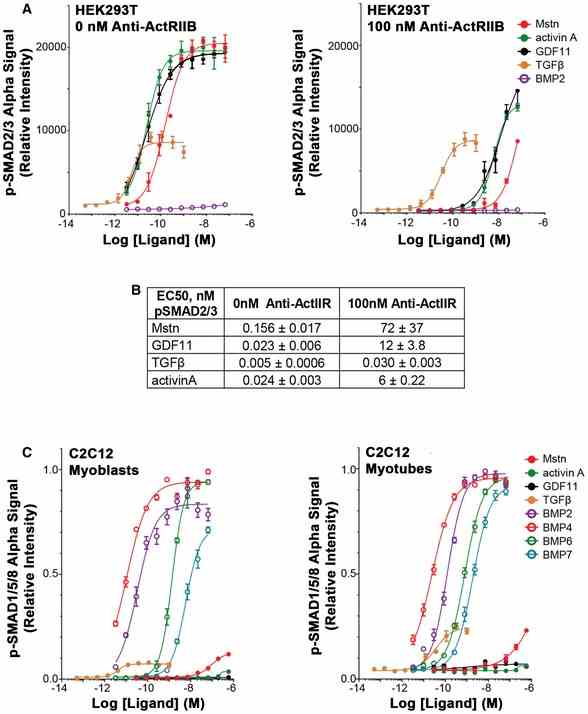 A, B Significant shifts in the response of HEK293T cells to Mstn, GDF11, and activin A are observed with the addition of ActRIIB antibody (anti‐ActRIIB), when 0 or 100 nM anti‐ActRIIB was applied to HEK293T cells overnight prior to ligand addition and AlphaLISA evaluation. Note that the 0 nM antibody treatment panel is the un‐normalized form of Fig A left. EC 50 values (in nM) are listed for the antibody data in (B). C p‐SMAD1/5/8 response of C2C12 myoblasts (left) and myotubes (right) in response to TGFβ family member ligands. All cells were stimulated with ligand 1 h prior to lysis and evaluation by AlphaLISA. Data Information: Values are displayed as mean ± SEM; n = 4 for all data points.