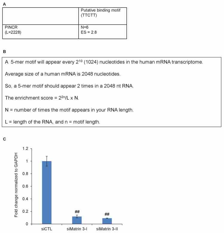 ( A, B ) Putative Matrin 3 binding motif in PINCR RNA. ( A ) ‘N’ represents the number of times the motif appears in the PINCR RNA. ‘ES’ represents the enrichment score calculated as shown in ‘ B ’. ( C ) HCT116 cells were reverse transfected with a control siRNA (siCTL) or siRNAs targeting Matrin 3 (siMatrin 3-I and siMatrin 3-II) for 48 hr and the extent of Matrin 3 knockdown was measured by qRT-PCR for Matrin 3 normalized to GADPH. Error bars represent SD from three independent experiments. ##p<0.001. DOI: http://dx.doi.org/10.7554/eLife.23244.040