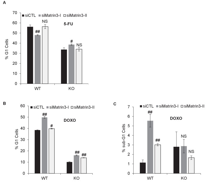 PINCR -WT and PINCR -KO HCT116 cells were reverse transfected with a control siRNA (siCTL) or siRNAs targeting Matrin 3 (siMatrin 3-I and siMatrin 3-II) for 48 hr. Transfected cells were left untreated or treated with DOXO or 5-FU for 48 hr. The effect on G1 arrest and apoptosis was examined by PI-staining and FACS analysis. Shown are the results from three independent experiments after 5-FU treatment ( A ) or DOXO treatment ( B, C ). Error bars represent SD from three independent experiments. #p<0.01, ##p<0.001. DOI: http://dx.doi.org/10.7554/eLife.23244.041