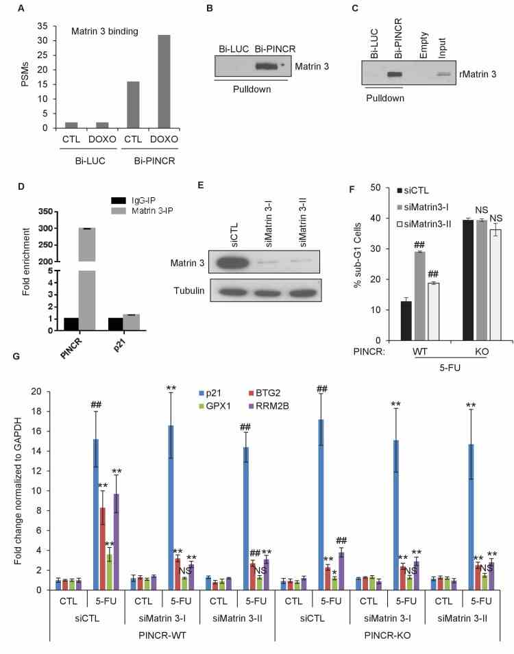 ( A ) Peptide spectrum matches (PSMs) corresponding to Matrin 3 in the Bi- LUC and Bi- PINCR pulldowns from mass spectrometry analysis. ( B, C ) Streptavidin pulldowns followed by immunoblotting was performed following incubation of Bi- LUC and Bi- PINCR RNA with DOXO-treated HCT116 nuclear extracts ( B ) or recombinant Matrin 3 (rMatrin 3) ( C ). ( D ) Specific enrichment of PINCR in the Matrin 3 IPs was assessed by qRT-PCR from 24 hr 5-FU-treated formaldehyde cross-linked HCT116 cells. p21 mRNA was used as negative control. ( E ) PINCR -WT cells were transfected with CTL or two independent Matrin 3 siRNAs (I and II) for 48 hr and Matrin 3 knockdown was measured by immunoblotting. ( F ) PINCR -WT and PINCR -KO cells were transfected with CTL or Matrin 3 siRNAs and after 48 hr the cells were untreated or treated with 5-FU for 48 hr. The effect on the sub-G1 population was assessed by PI staining followed by FACS. ( G ) PINCR -WT and PINCR -KO cells were transfected with CTL or Matrin 3 siRNAs for 48 hr; transfected cells were left untreated or treated with 5-FU for 24 hr and qRT-PCR was performed. Error bars in D, F and G represent SD from three independent experiments. *p<0.05; # p <0.01; **p<0.005. DOI: http://dx.doi.org/10.7554/eLife.23244.038 10.7554/eLife.23244.039 Figure 5—source data 1. Matrin 3 immunoblot for . DOI: http://dx.doi.org/10.7554/eLife.23244.039