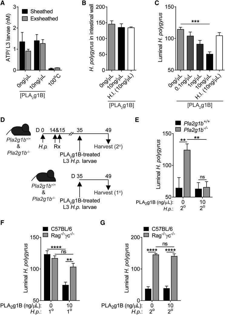 PLA 2 g1B Has Direct Anthelmintic Properties (A) ATP concentration of H.p. L3 larvae after 24 hr treatment with PLA 2 g1B, n = 3. (B) Number of H.p. larvae imbedded in the small intestinal wall 5 days after infection following 24 hr treatment with PLA 2 g1B, n = 5. (C) Luminal H.p. worms in the small intestine 14 days after 1° infection following 24 hr treatment with PLA 2 g1B, n = 10 (data pooled from two independent experiments). (D) Pla2g1b ? /? or WT mice were orally infected with 200 L3 H.p. larvae on day 0 and were drug treated (Rx) on days 14 and 15. Mice were then reinfected with PLA 2 g1B-treated L3 H.p. larvae on day 35 and harvested 14 days after infection (2°). Another cohort of Pla2g1b ? /? or WT mice were orally infected with 200 L3 H.p. larvae on day 35 and harvested 14 days after infection (1°). (E) Luminal H.p. worms in the small intestine 14 days after 1° or 2° infection following 24 hr treatment with PLA 2 g1B. (F) Luminal H.p. worms in the small intestine 14 days after 1° infection following 24 hr treatment with PLA 2 g1B. (G) Luminal H.p. worms in the small intestine 14 days after 2° infection following 24 hr treatment with PLA 2 g1B. Data are represented as mean ± SEM, n = 4–5. All data re representative of at least two independent experiments. ? = p < 0.05, ??? = p < 0.001, ???? = p < 0.0001 determined using a two-way ANOVA with Sidak’s multiple comparison analysis, one-way ANOVA with Dunnett’s multiple comparison analysis, or an unpaired two-tailed t test. See also Figure S6 .