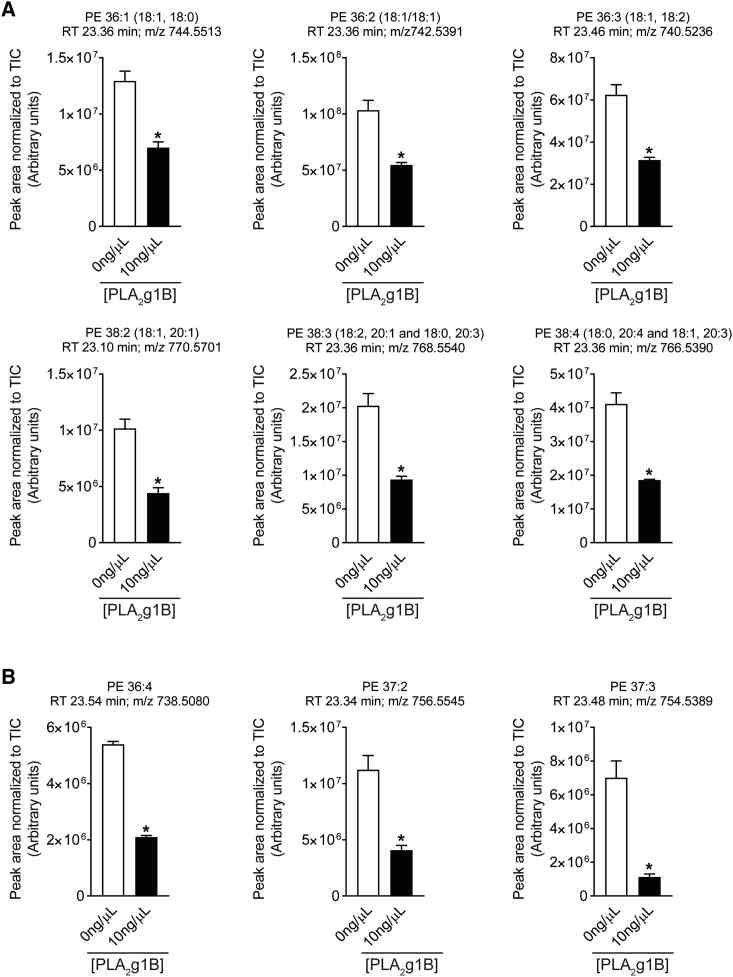 Pla2g1b-Treatment Related Changes in Lipid Abundance Relative abundances of phosphatidylethanolamine (PE) and other lipids extracted from PLA 2 g1B-treated (10 ng/μL) and control-treated (0 ng/μL) larvae. (A) Identified PEs. Features were regarded as “identified” by comparison of their precursor ion and MS/MS fragments with the LipidBlast library, as outlined in Figure S1 . The arrangement of fatty acid moieties on the glycerol backbone (i.e., whether in the sn- 1 or sn- 2 position) and the position of double bonds could not be inferred. PE 38:3 and PE 38:4 were detected as a mixture of different fatty acid moieties. (B) Putatively identified (annotated) PEs. The features could be “annotated” as PEs by comparison of peak retention time and inter-cluster mass shifts of 28 Da (CH 2 CH 2 ) and intra-cluster mass shifts of 2 Da (indicative of difference in double bond number [fatty acid saturation]) with other, identified PEs. MS/MS could not be performed due to low abundance. Data are shown as normalized intensities expressed in arbitrary units. Data are represented as mean ± SEM, n = 3. ? = p < 0.05. TIC: Total ion current. See also Figure S7 .