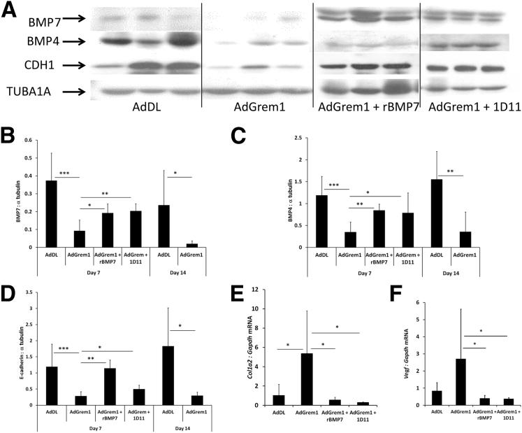 Adenovirus-mediated GREM1 overexpression is associated with decreased expression of BMP 7, BMP4, and E-cadherin (CDH1) in B6 mice. These effects are reversed by treatment with rBMP7 or 1D11. A: Representative Western blot analysis. Each lane represents protein from an individual mouse. Band density was normalized to α-tubulin (TUBA1A) and quantified in B–D. Increased gene expression of Col1a2 (E) and Vegf (F) seen in the peritoneal tissue of animals 7 days after treatment with AdGrem1; both of these effects are reversed by rBMP7 or 1D11. n = 4 for control (AdDL) group; n = 6 for treatment groups at each time point. Data are expressed as means ± SD (B–E). ?P < 0.05, ??P < 0.01, and ???P < 0.001.