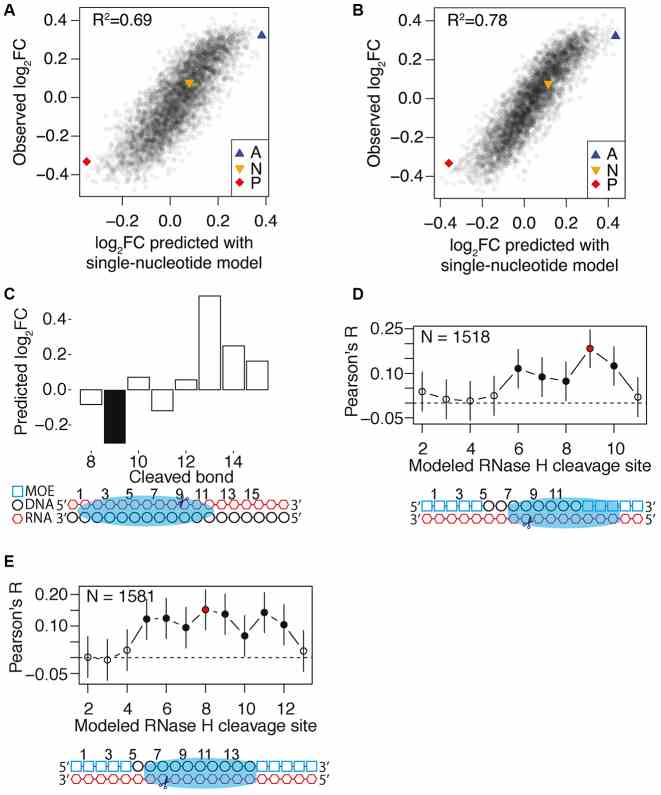 RNase H Sequence Preferences correlate with gapmer efficiency. ( A ) Correlation between the log 2 fold changes of different hexamers observed for the R4b construct in the experiment and the corresponding log 2 fold changes as predicted by a single nucleotide model prepared from the data obtained in the R4a experiment. ( B ) As in (A), but with prediction with a dinucleotide model. ( C ) Prediction of RNase H1 mediated downregulation of the different 11-mers present in RNA sequence used for the RNase H RNA–DNA heteroduplex crystal structure [PDB: 2QK9]. Each bar corresponds to the cleavage site of a potential binding mode of RNase H1. The filled bar corresponds to the RNase H1 binding mode observed in the crystal structure and is also indicated in the drawing below the plot. ( D ) Correlation between the change of target RNA level for MAPT after treatment with 1518 different gapmers and the corresponding downregulation predicted by the dinucleotide model for the different binding modes of RNase H1 on each gapmer target duplex. The error bars show the 99% confidence intervals. The drawing below the plot indicates the RNase H1 binding mode associated with the best-observed correlation. ( E ) The same analysis as in (D), but with 1581 different gapmers targeted against ANGPTL3 .