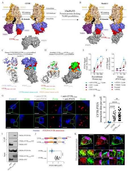 (A) Frontal and Lateral (left) view of the crystallized non-phosphorylated human CFTR and PTEN. PTEN PDB that represents crystalized PTEN does not show the PTEN C-terminus (PTEN14-351), which has been demonstrated as a negative regulator for its interaction with the membrane. Different CFTR domains are shown in different colors (MSD1-2: membrane-spanning domain; NBD1-2: nucleotide-binding domain 1–2; R: regulatory domain). CFTRC-term tail (CFTR1381-1440) is shown in red at the end of NBD2 (red arrow). PTEN (gray) and CFTR-NBD2 PDB structures where submitted to ClusProV2 clustering and modelling. (B) Model 1 (out of 4, see Figure S5A) from ClusProV2 protein-protein interaction modelling showing the interaction between PTEN14-351 and CFTR-NBD2 (CFTR1207-1440). The whole human CFTR structure complexed with human PTEN is showed to better display the orientation of PTEN from the cytoplasm. (C) Human crystallized CFTR-NBD2 and PTEN interaction model 1 from ClusProV2. CFTR1207-1380 is shown in purple. CFTR1381-1440 is shown in red. PTEN is shown in gray. Amino acids from CFTR1207-1440 taking contact with PTEN are displayed in cyan. PTEN amino acids contacting CFTR1207-1440 are shown in orange. (D) I-TASSER modelled CFTR1381-1480 and PTEN interaction model from ClusProV2. CFTR1381-1440 is shown in red. CFTR1441-1480 is shown in green. PTEN is shown in gray. Amino acids from CFTR1381-1480 taking contact with PTEN are displayed in cyan. PTEN amino acids contacting CFTR1381-1480 are shown in orange. (E) ELISA plates were coated either with rGST alone or rGST-CFTR1381-1480. Wells were blocked, washed and incubated with PTEN-containing human 16HBE cell lysates. Plates were revealed for PTEN. (F) ELISA plates were coated either with Vehicle or rPTEN lacking the C-terminus (PTEN1-351). Wells were blocked, washed and incubated with CFTR-containing human 16HBE cell lysates. Plates were revealed for CFTR. (G) CFTR-PTEN and CFTRCterm-PTEN proximity ligation assays (PLA) in human epithelial cells (16HBE). Intracellular detection of CFTR was performed by using either an antibody against a naturally extracellular-exposed loop of CFTR (anti-CFTR) or the CFTRC-term (anti-CFTRC-term). Control cells did not receive primary antibodies. Zoom insets show protein-protein interaction clusters. (H) Quantification of the amount of CFTR-PTEN or CFTRC-term-PTEN clusters obtained with PLA. (I) Pull down analyses between either recombinant CFTRC-term (rGST-CFTR1381-1480) or rGST with rPTEN lacking the C-terminus (PTEN1-351). PTEN was N-terminus tagged with a His-Tag. Anti-GST and anti-His were used to detect both GST-CFTR1381-1480, GST and His-rPTEN, respectively. (J) Human PBMCs from both WT (CFTR1- 1480) and W1282X mutants CF patients (CFTR1-1281) which lack CFTRC-term were stained for PTEN and analyzed by flow cytometry. (K) Human monocytes were exposed to GFP-expressing P. aeruginosa (PAK, shown as cyan in this picture) (MOI=10) and stained for CFTR (green), PTEN (red) and nuclei (blue). Where indicated, R1, R2 and R3 are region of interest (ROI) zoomed at the right part of the main figure. Colocalization between CFTR and PTEN can be seen as yellow color in insets. Only one confocal plane is shown. Data was analyzed by using FIJI. White bar represents 3μmts. Image represents 2 independent experiments. K represent 4 and E, F and H represent 3 independent experiments, respectively. Data is presented as average ± SEM. E–F were analyzed by Two-Ways ANOVA. H was analyzed by one-way ANOVA. For J, data were analyzed by t-Student test. *, p<0.05; ***, p<0.001; ****, p<0.0001; ns: non-significant. See also Figure S5.