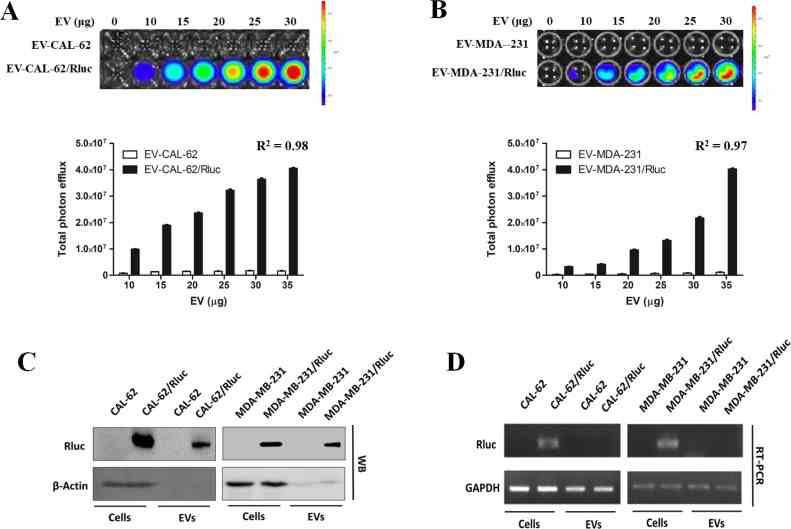 ( A , B ) Representative bioluminescent imaging of an in vitro luciferase assay in EVs from CAL-62, CAL-62/Rluc cells, MDA-MB-231 and MDA-MB-231/Rluc. Quantitative in vitro luciferase assay in EV's data are expressed as mean ± SD. ( C ) Western blot analysis of the Rluc protein in cells and EVs from CAL-62, CAL-62/Rluc & MDA-MB-231 and MDA-MB-231/Rluc cells, detected by means of Rluc-specific antibodies. β-Actin served as loading control. ( D ) RT-PCR analysis of Rluc mRNA in cells and EVs from CAL-62, CAL-62/Rluc & MDA-MB-231 and MDA-MB-231/Rluc cells. GAPDH was used as a loading control.