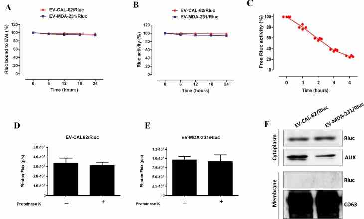 EV-CAL-62/Rluc and EV-MDA-231/Rluc showed high serum stability and Rluc protein incorporated inside the EVs ( A ) Rluc-binding capacity of EVs in serum. Time course of binding of Rluc in EV-CAL-62/Rluc and EV-MDA-231/Rluc at 37°C in 20% FBS/PBS buffer. Rluc activity was measured in serum. ( B ) Stability of Rluc activity of EV-CAL-62/Rluc and EV-MDA-231/Rluc in serum. Time course of stability of Rluc in EV at 37°C in 20% FBS/PBS buffer. ( C ) Stability of Rluc activity of Free Rluc protein in serum. Time course of stability of Rluc at 37°C in 20% FBS/PBS buffer. ( D , E ) EV-CAL-62/Rluc and EV-MDA-231/Rluc treated with proteinase K and without proteinase K and activity of Rluc was measured by IVIS. Data are expressed as mean ± SD. ( F ) Western blot analysis of the Rluc protein in cytosolic and membrane fraction of EV-CAL-62/Rluc & EV-MDA-231/Rluc, detected by means of Rluc-specific antibodies. Alix and CD63 served as loading control for cytosolic and membrane fraction respectively.