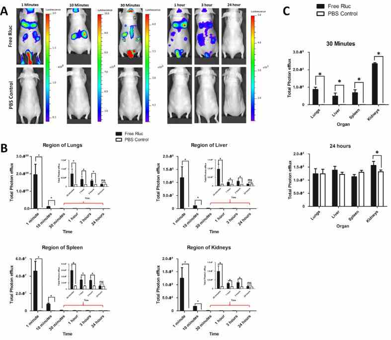 ( A ) Representative in vivo bioluminescent imaging (BLI) of mice injected with Free Rluc ( n = 3) or PBS ( n = 3). Coelenterazine was injected via the same route at 1, 10 and 30 min and 1, 3 and 24 hours after initial administration to visualize free Rluc protein. ( B ) Quantitation of Free Rluc signal from regions corresponding to the lung, liver, spleen and kidney after EV administration; the values are expressed as mean ± SD. * P < 0.05 (Student's t -test). ( C ) Quantification of bioluminescent signals in lungs, liver, spleen, and kidneys at 3 minutes and 24 hours (Free Rluc or PBS). The values are expressed as mean ± SD, * P < 0.05, (Student's t -test).