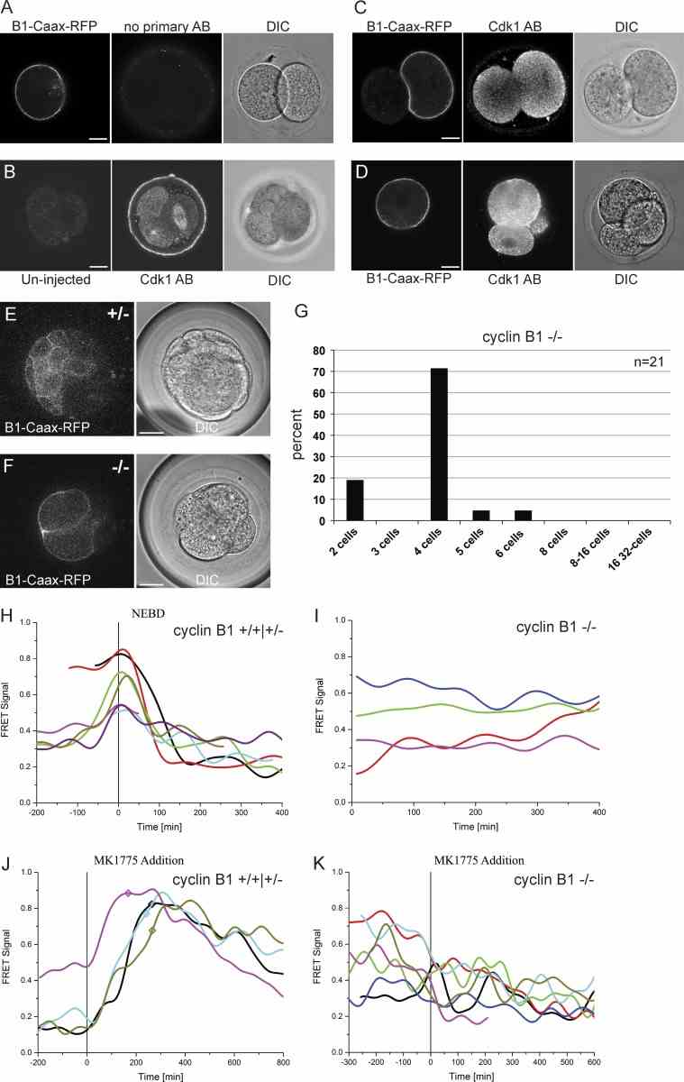 Tethering Cyclin B1–Cdk1 to the plasma membrane perturbs its activation. (A–D) Cdk1 antibody staining in Cyclin B1–RFP–Caax mRNA-injected embryos. (A) No primary control. (B) Uninjected embryo showing correct localization of Cdk1 on the spindle during mitosis (right blastomere) and throughout the cell in interphase (left two blastomeres). (C and D) Representative example sections showing Cdk1 localization in embryos injected with Cyclin B1–RFP–Caax. To test the ability of membrane-bound Cyclin B1 to rescue Cyclin B1 ?/? embryos, synthetic mRNA encoding wild-type Cyclin B1–RFP–Caax was injected into one blastomere at the two-cell stage. Representative sections of live embryos at the 32-/64-cell stage for heterozygote (E) and knockout (F) genotypes show localization of membrane targeted cyclin B1. (G) Cell numbers in the injected and uninjected side were counted at this stage and the great majority (90%) of injected embryos arrested either at the four-cell stage or before ( n = 21, 12 experiments) demonstrating the inability of membrane-bound cyclin B1 to rescue B1 ?/? embryos. (H–K) Embryos injected with Cyclin B1–RFP–Caax mRNA were coinjected with a Cdk1 FRET sensor to show changes in levels of Cdk1 phosphorylation. Although Cyclin B1 +/+ and Cyclin B1 +/? embryos show a normal increase of Cdk1 activation before NEBD and a subsequent decrease (H), Cyclin B1 ?/? embryos remained at randomly fluctuating levels (I). (J and K) To test whether Wee1 inhibition can trigger Cdk1 activation in Cyclin B ?/? embryos with membrane-tethered Cyclin B1, FRET imaging was performed to detect changes in Cdk1 phosphorylation. Representative FRET signal graphs aligned to the time point of Wee1 inhibitor (MK 1775) addition. (J) Cyclin B1 +/+ and Cyclin B1 +/? embryos show a clear response after addition of MK1775 (NEBD marked by squares on the graph). (K) Cyclin B1 ?/? embryos injected with membrane-tethered Cyclin B1 showed no response in Cdk1 phosphorylation. There was no difference in FRET measurements close to or away from the membrane. Bars, 20 μm. Imaging interval in FRET analysis, 8 min.