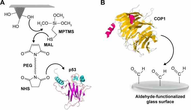 Schematic representation of the surface chemistry used to covalently bind p53 and COP1 to AFM tips and substrate, respectively. Notes: ( A ) p53 protein was linked to the AFM tip through the ?NH 2 groups of lysines exposed on the protein surface after the tip functionalization with MPTMS and NHS-PEG-MAL crosslinker. ( B ) COP1 protein was immobilized over the aldehyde-functionalized glass surface by randomly targeting amino groups of lysine residues exposed on the protein surfaces. Abbreviations: AFM, atomic force microscopy; COP1, constitutive photomorphogenesis protein 1; MPTMS, 3-mercatopropyl-trimethoxysilane; NHS-PEG-MAL, N -hydroxysuccinimide-polyethyleneglycol-maleimide.