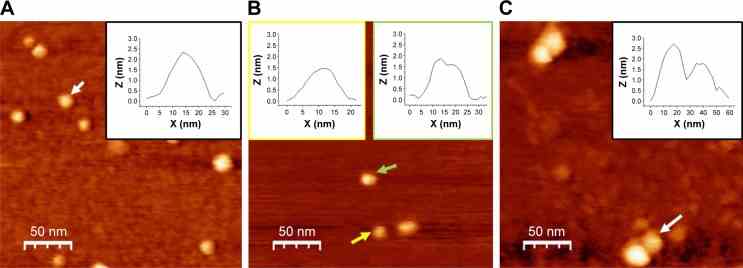 TM-AFM images recorded in air of COP1, p53, and preincubated p53–COP1 molecules adsorbed on a mica substrate. Notes: ( A ) COP1 sample displaying isolated single spots; inset: cross-section profile of the spot indicated by the white arrow. ( B ) p53 sample showing single (yellow arrow) and bimolecular spots (green arrow); yellow inset: cross-section profile of the single spot and green inset: cross-section profile of the bimolecular spot. ( C ) p53–COP1 sample showing bimolecular complexes; inset: cross-section profile of the complex indicated by the white arrow. Abbreviations: COP1, constitutive photomorphogenesis protein 1; TM-AFM, tapping mode-atomic force microscopy.